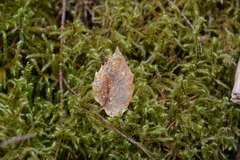 Coccomyces dentatus