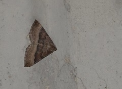 Larentia clavaria