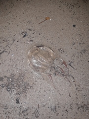 Carybdea marsupialis