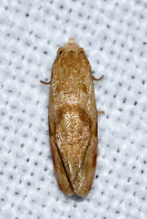 Platphalonidia magdalenae