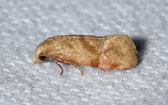 Platphalonidia magdalenae