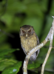 Otus rufescens