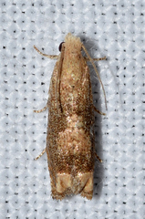 Epiblema abruptana