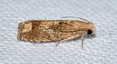 Epiblema abruptana