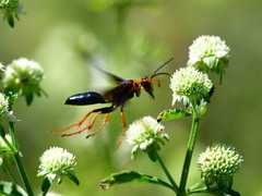 Sphex flavovestitus