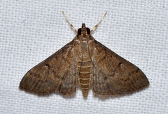 Herpetogramma phaeopteralis