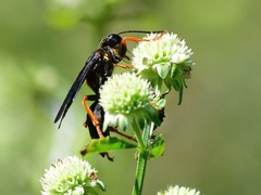 Sphex flavovestitus