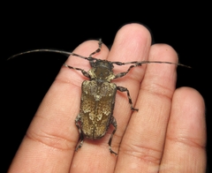 Dryoctenes scrupulosus