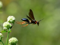 Sphex flavovestitus