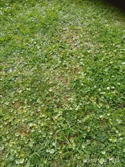 Hydrocotyle microphylla