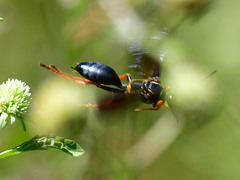 Sphex flavovestitus