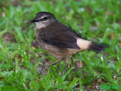 Myiothlypis fulvicauda