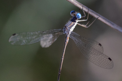 Lestes congener
