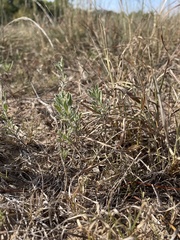 Heterotheca canescens