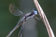 Lestes congener
