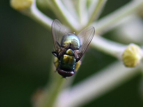 Small False Greenbottle, Groesbeek, Nederland, photo 9 of 10