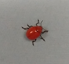 Leptinotarsa rubiginosa