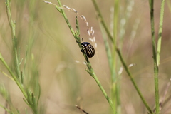 Leptinotarsa melanothorax