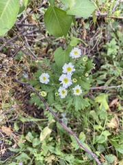 Tanacetum parthenium