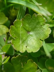 Hydrocotyle microphylla