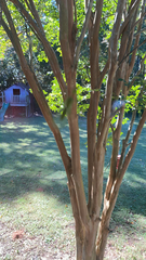 Zeugomantispa minuta