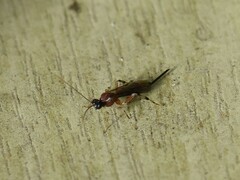 Pimplinae