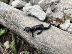 Salamandra atra