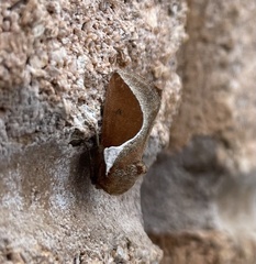 Prolimacodes badia