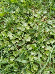 Hydrocotyle microphylla