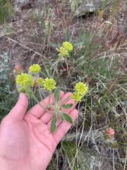 Eriogonum