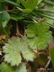 Hydrocotyle microphylla