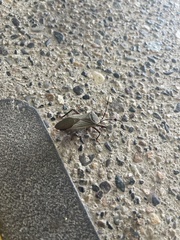 Pachylis nervosus