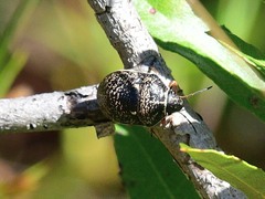 Orsilochides guttata