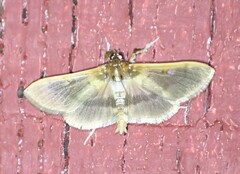 Apilocrocis brumalis