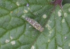 Eupteryx