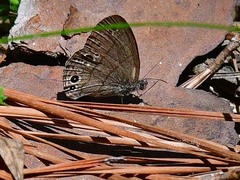 Hermeuptychia sosybius
