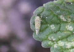 Eupteryx decemnotata