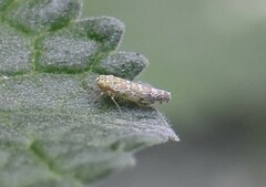 Eupteryx decemnotata