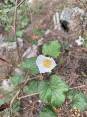 Rubus deliciosus