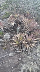 Vriesea
