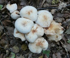 Rhodocollybia maculata