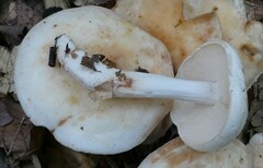 Rhodocollybia maculata