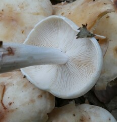 Rhodocollybia maculata