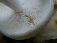 Rhodocollybia maculata