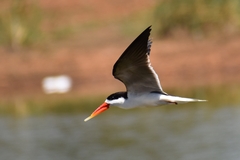 Rynchops flavirostris