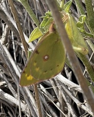 Colias croceus