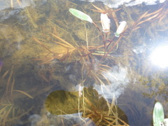 Potamogeton epihydrus