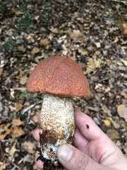 Leccinum versipelle