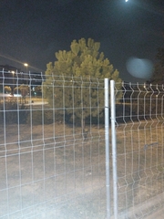 Pinus pinea