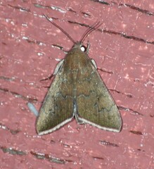 Anomis illita